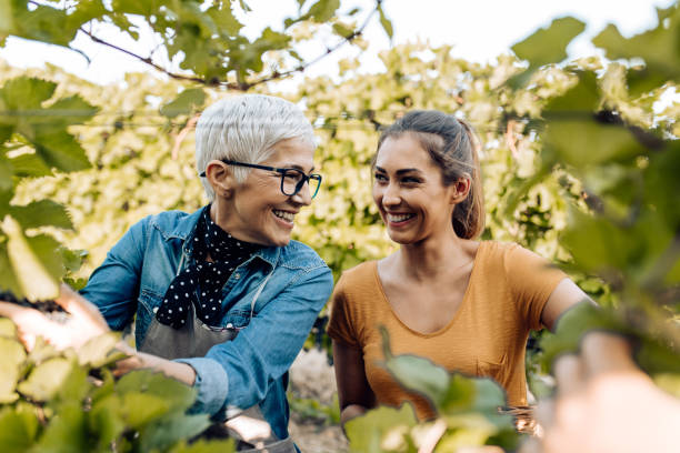 Portrait of a mother and daughter harvesting grapes stock photo