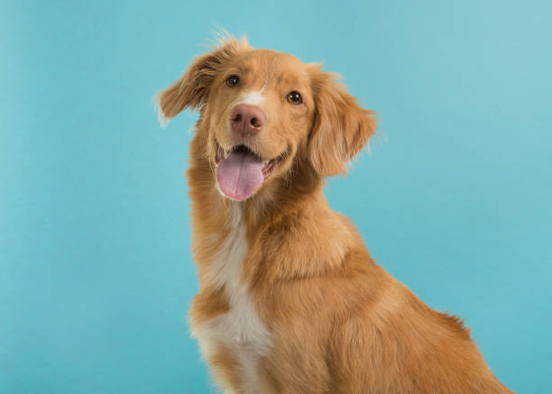 Portrait of a nova scotia duck tolling retriever looking at camera on a blue background with mouth open stock photo