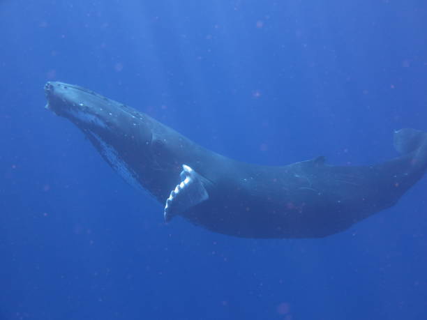 porträtt av en av val medan de simmar i det blå havet (havet). - blue whale bildbanksfoton och bilder