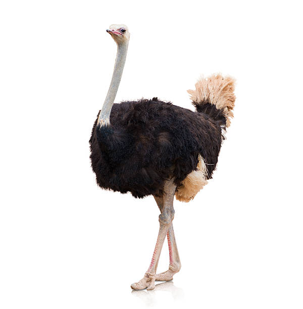 Portrait Of A Ostrich stock photo