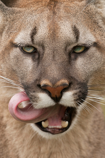 Portrait Of A Puma Stock Photo - Download Image Now - iStock