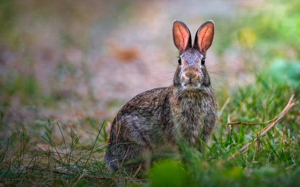 portrait of a rabbit stock photo