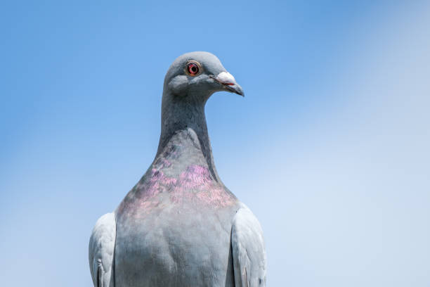 A portrait of a racing pigeon against the blue sky as a background stock photo