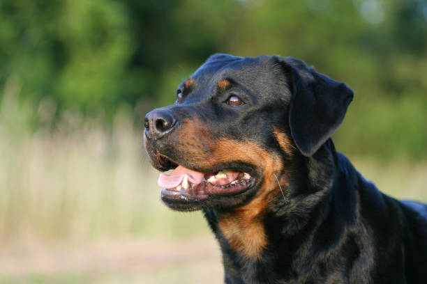 Portrait of a rottweiler A friendly Rottweiler in the 
nature rottweiler stock pictures, royalty-free photos & images
