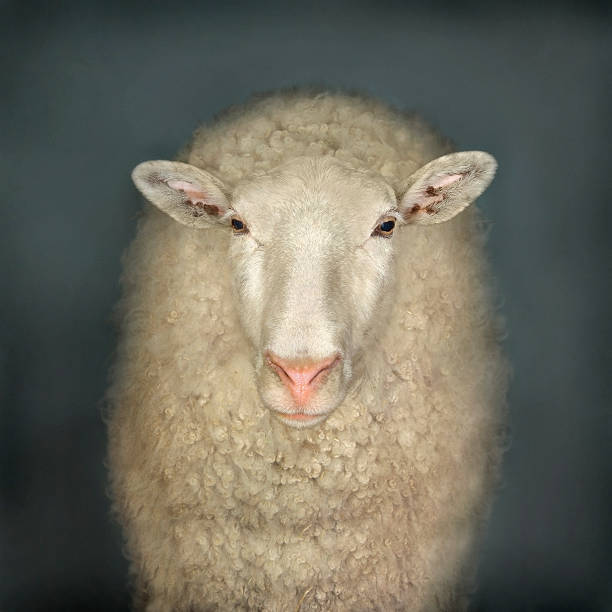 Sheep Face Stock Photos, Pictures & Royalty-Free Images - iStock