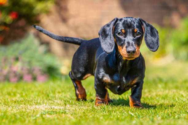 porträtt av en korthårig svart och solbränna miniatyr dachshund valp stående titta på kameran på gräs sett i ögonhöjd med öronen framåt ute på en solig dag. - tax bildbanksfoton och bilder