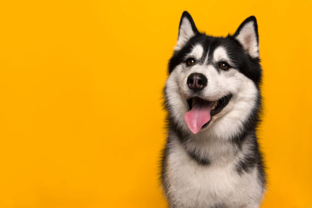 Portrait of a siberian husky looking at the camera with mouth open on a yellow background stock photo