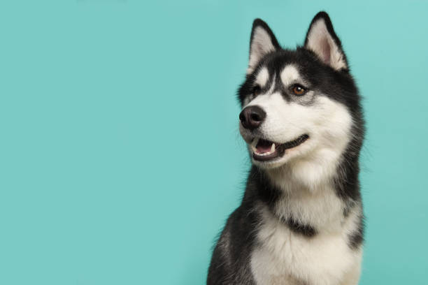 Portrait of a siberian husky looking to the left on a turquoise blue background stock photo