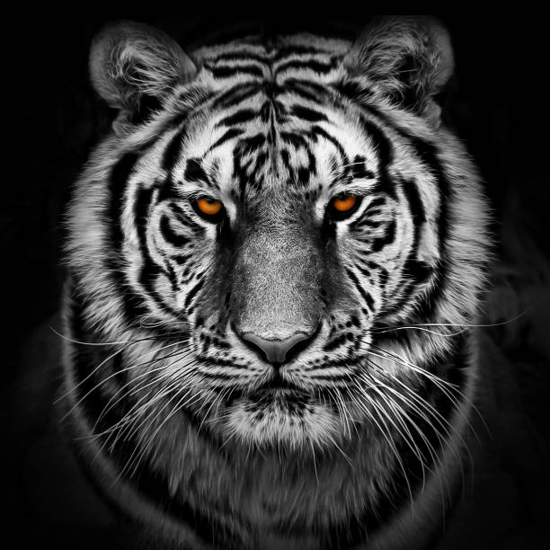https www istockphoto com photos black and white tiger
