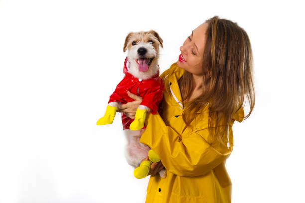 Portrait of a smiling girl in a yellow raincoat with a dog Jack Russell Terrier in a red jacket in her arms. Isolated on white background stock photo