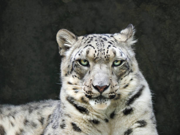 Portrait of a Snow Leopard Looking Right at You stock photo