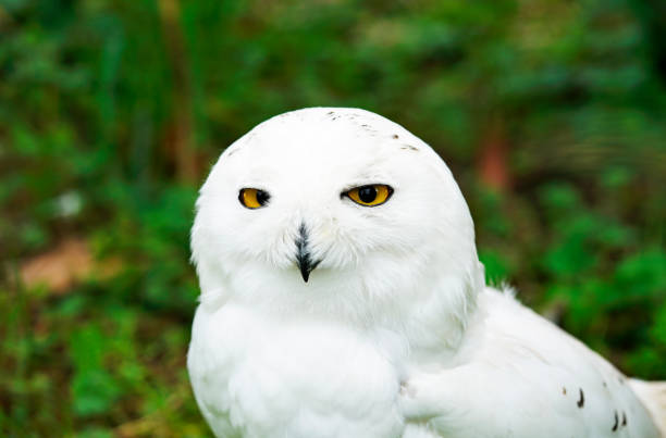 Portrait of a snow owl with a green background. Bubo scandiacus. Bird with white plumage and yellow eyes. stock photo