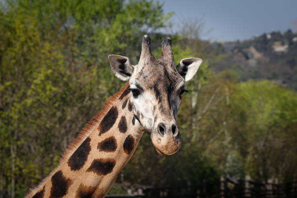 Portrait of a specific face of a polka dot animal with small horns, Giraffa camelopardalis rothschildi. A fun expression of Rothschild's giraffe stock photo