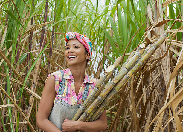 Portrait of a sugar cane worker stock photo