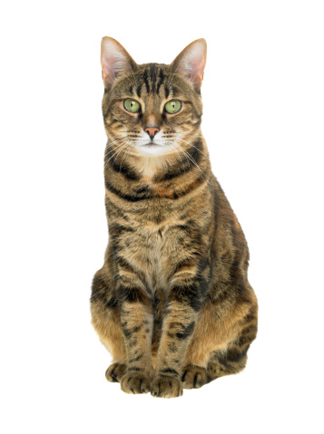 A portrait of a beautiful young Bengel cat sitting down on a white background.