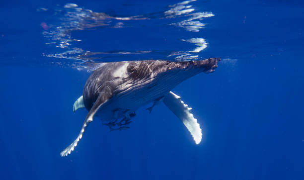 porträtt av en val medan den simmar i det blå havet. - blue whale bildbanksfoton och bilder