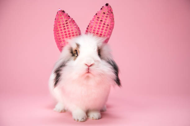 Portrait of a white bunny with pink glitter ears. stock photo