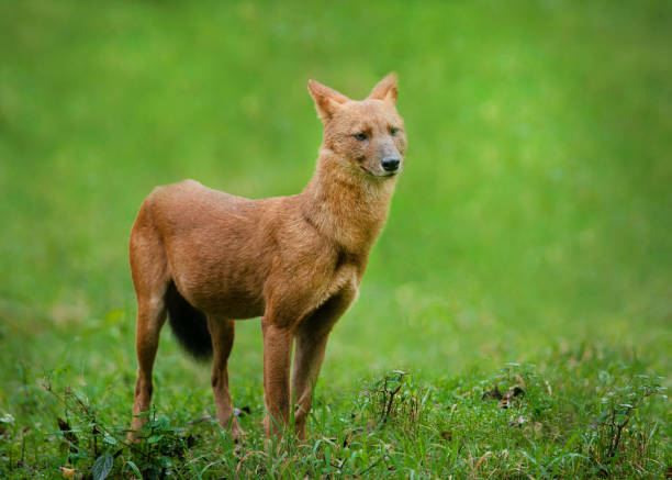 Portrait of a wild dog one of the closest encounter with wild dogs dhole stock pictures, royalty-free photos & images
