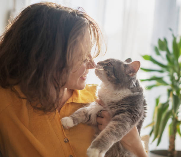 Portrait of a young beautiful woman in a yellow shirt hugging kissing with a gray fluffy cat sitting on the couch stock photo