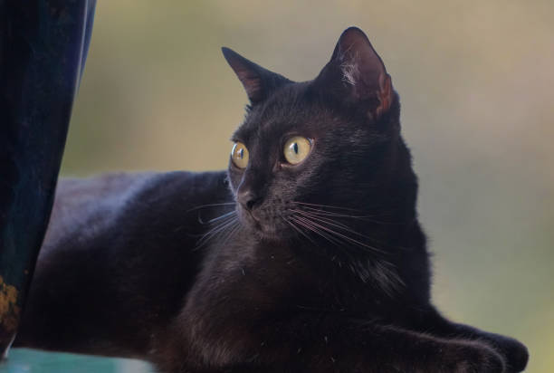 Portrait of a Young Black Cat stock photo