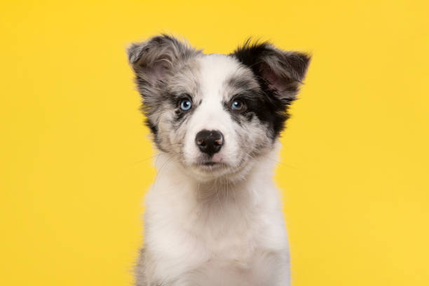 Portrait of a young border collie puppy on a yellow background stock photo