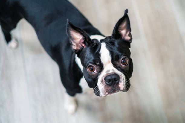 Portrait of a young Boston Terrier. She is indoors looking up at the camera. stock photo
