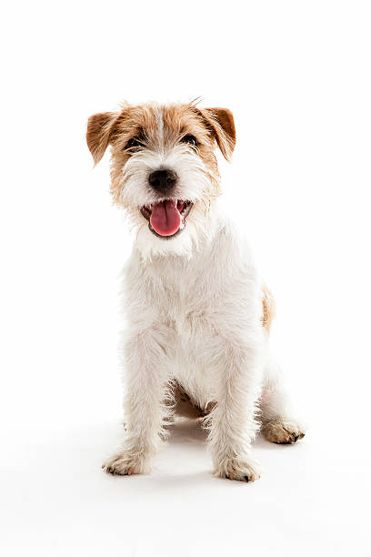 portrait of a young jack russell sitting stock photo