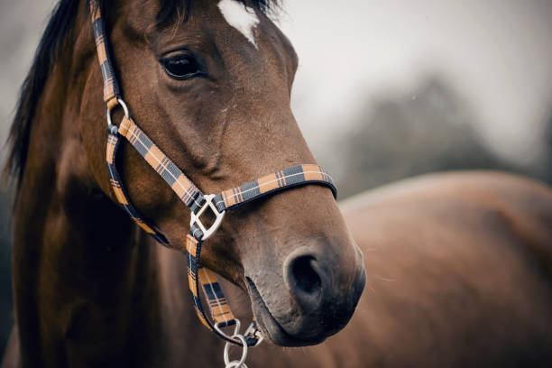 Portrait of a young sports horse Portrait of a young sports horse with an asterisk on his forehead in a halter. animal harness stock pictures, royalty-free photos & images