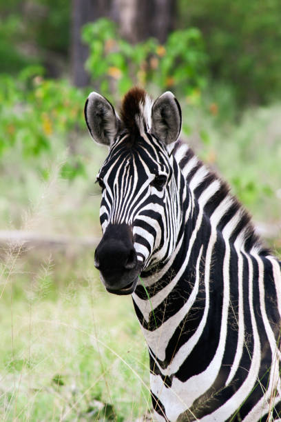 Portrait of a zebra in Moremi Game Reserve Xakanaxa in Botswana. Vertical view. stock photo