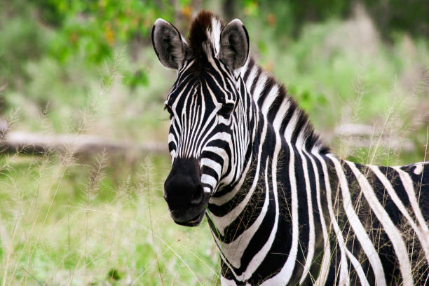 Portrait of a zebra in Moremi Game Reserve Xakanaxa in Botswana. Horizontal view. stock photo