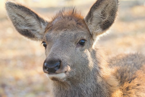 Portrait of adorable wild deer fawn in natural light.