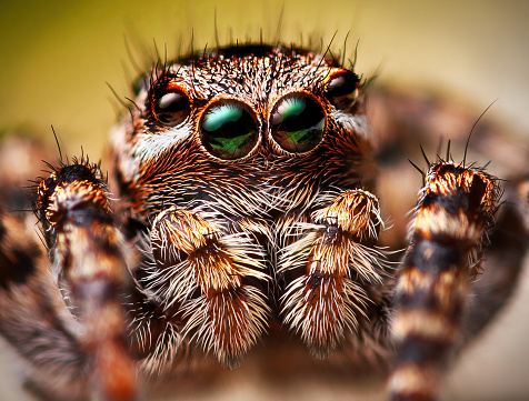 Portrait of Aelurillus v-insignitus jumping spider, close up picture of jumping spider