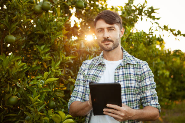 portrait of agricultural technician in orange plantation with tablet - technology picking agriculture imagens e fotografias de stock