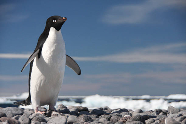 A portrait of an Adelie Penguin on Paulet Isalnd Adelie Penguin on Paulet Island in the Antarctic adelie penguin photos stock pictures, royalty-free photos & images