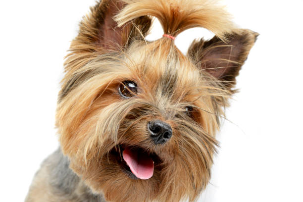 Portrait of an adorable Yorkshire Terrier Portrait of an adorable Yorkshire Terrier, studio shot, isolated on white yorkie haircuts stock pictures, royalty-free photos & images