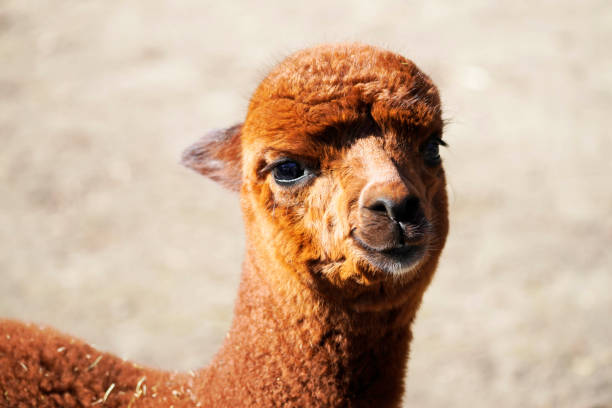 Portrait of an alpaca stock photo