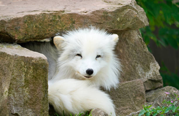 Portrait of an arctic fox. Resting animal with white fur. Vulpes lagopus. stock photo