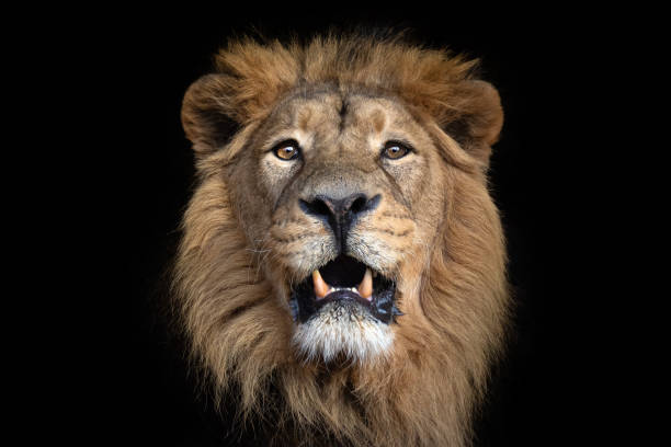 Portrait of an asiatic lion Portrait of a male asiatic lion against a dark background. lion face stock pictures, royalty-free photos & images