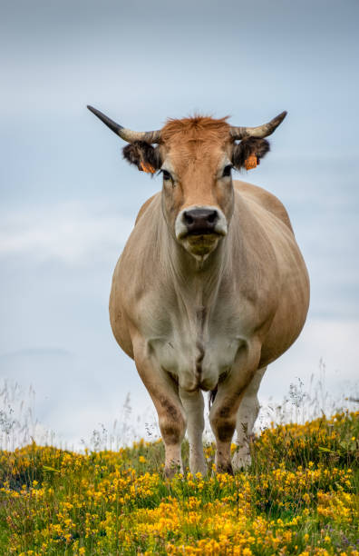 Aubrac Cattle Fotos Bilder und Stockfotos iStock