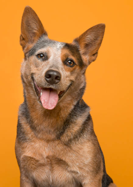 Portrait of an australian cattle dog smiling at the camera with mouth open en tongue out on an orange background stock photo