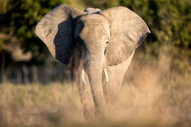 Portrait of an elephant bull. stock photo