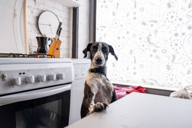 Portrait of an Italian greyhound dog in the kitchen stock photo