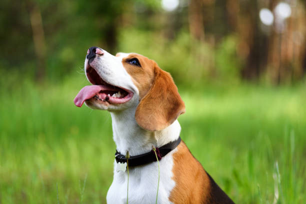 Portrait of beagle dog outdoors Portrait of happy young beagle dog outdoors against green nature background beagle puppies stock pictures, royalty-free photos & images