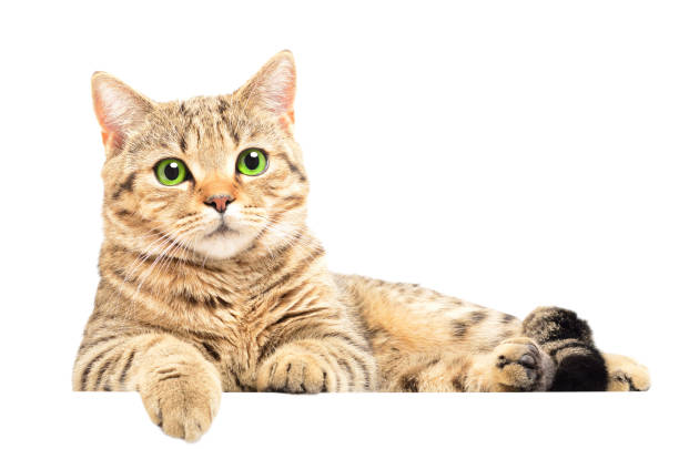Portrait of beautiful cat Scottish Straight lying isolated on white background  cat stock pictures, royalty-free photos & images