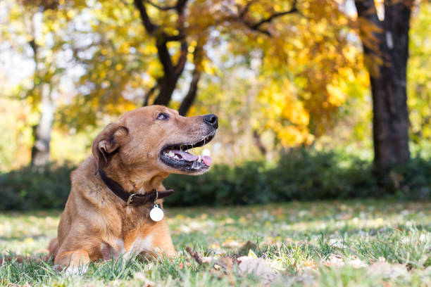 Portrait of beautiful mixed-breed dog on autumn yellow leaves stock photo