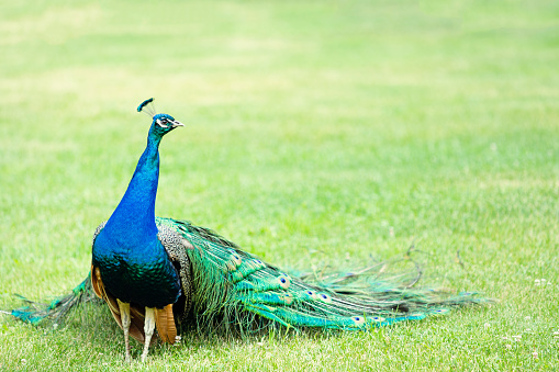 Portrait of beautiful peacock on a green field