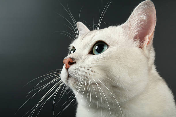 Portrait of beautiful white burmilla looking up, black background Portrait of beautiful white burmilla looking up, black background animal whisker stock pictures, royalty-free photos & images