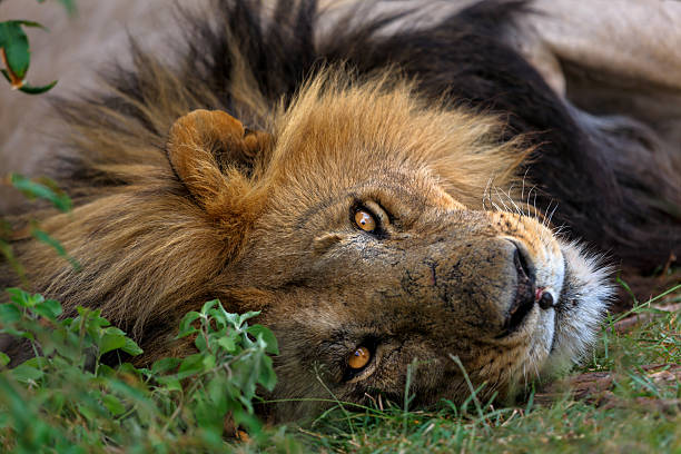 Portrait of big Lion Blacky stock photo