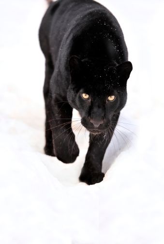 Portrait Of Black Panther On White Background Stock Photo - Download ...