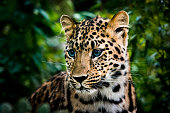 istock Portrait of blue-eyed leopard cub 1279561671